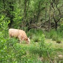 Belebte Auenlandschaft